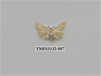 藏品(螟蛾257)的圖片